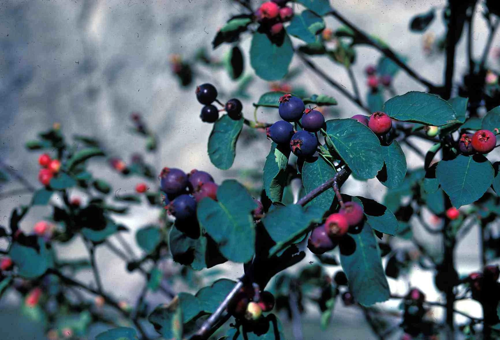 Spring berries
