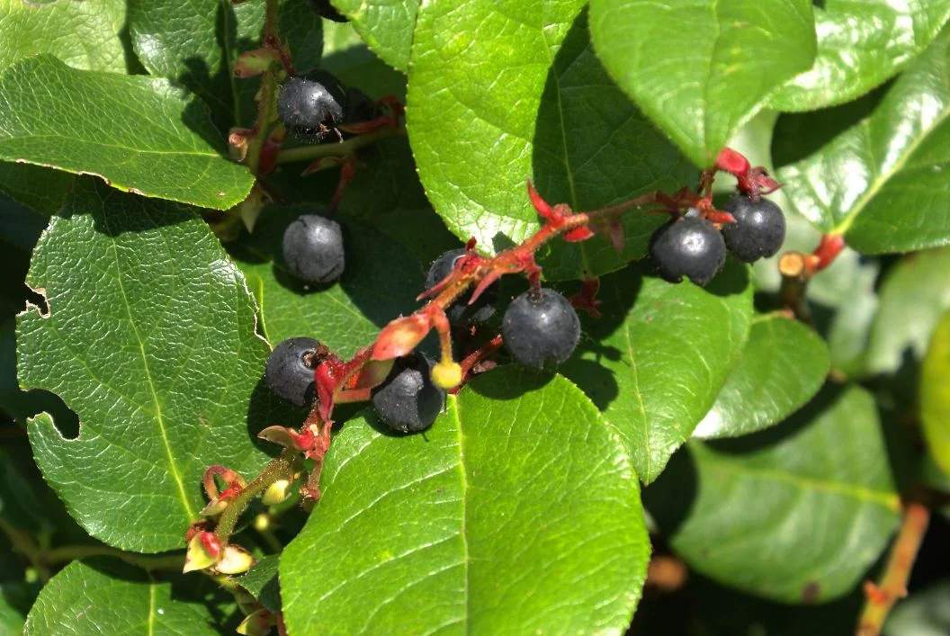 Berries