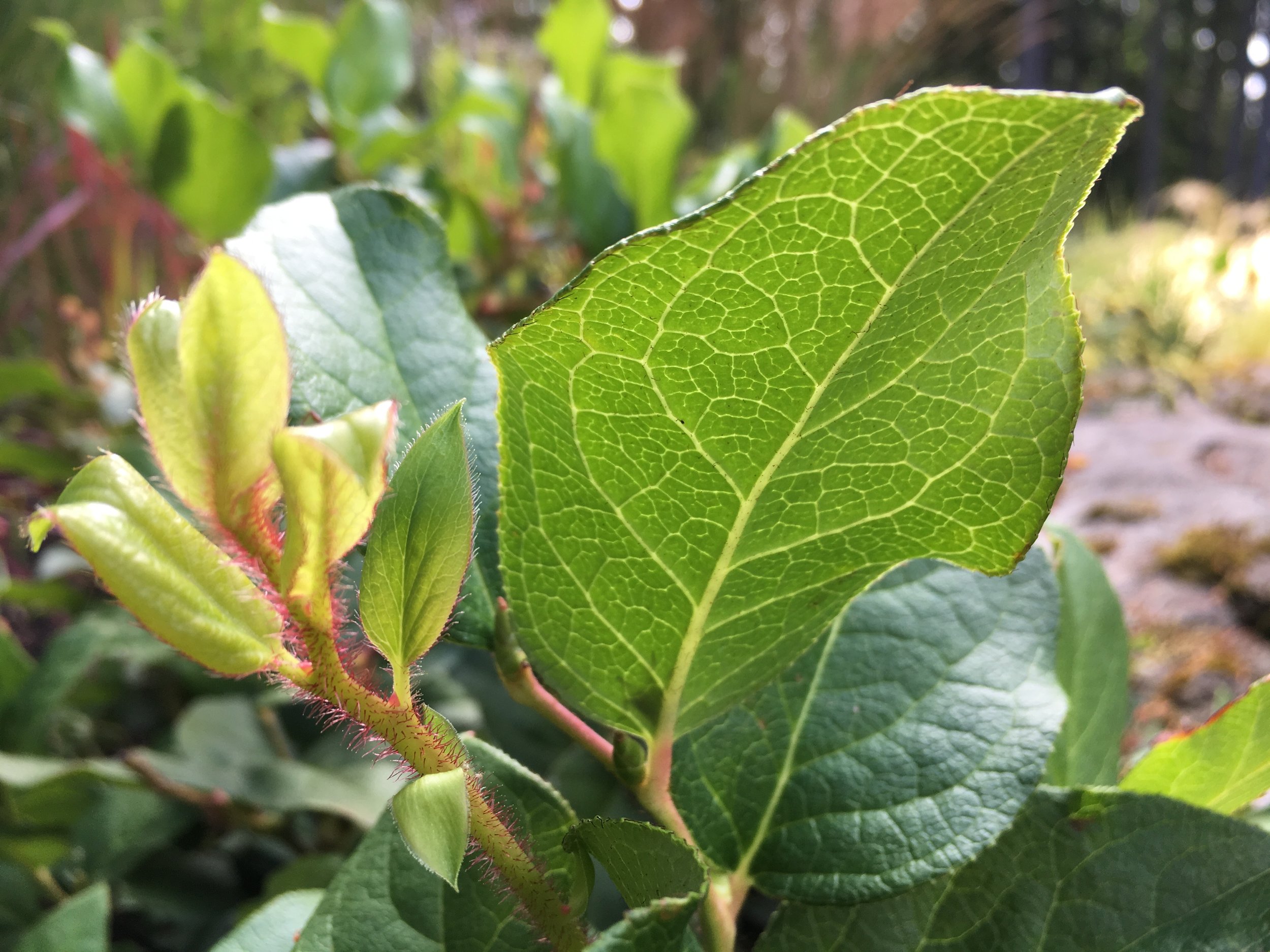 Leaf underside