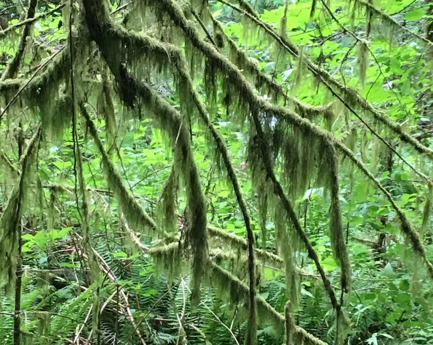 lichen-small.jpg