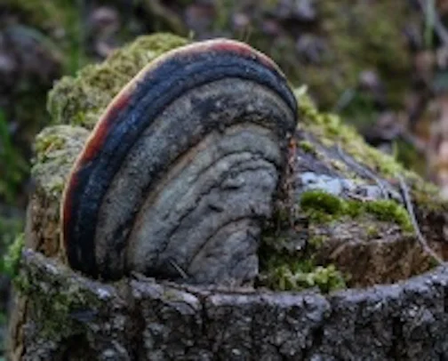 Fungal IMG_1051.jpg