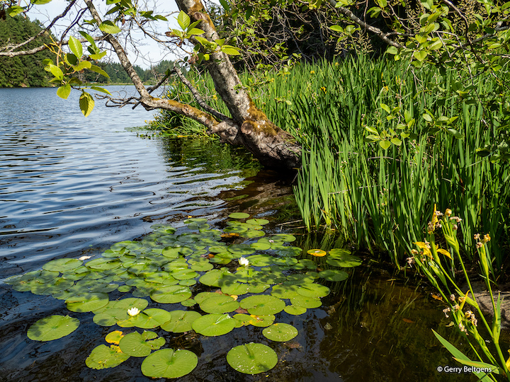Lily-pads-sm.jpg
