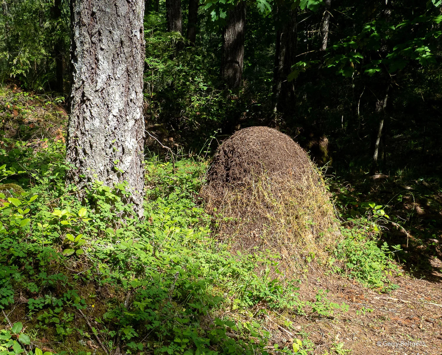 Anthill-g-beltgens.jpg