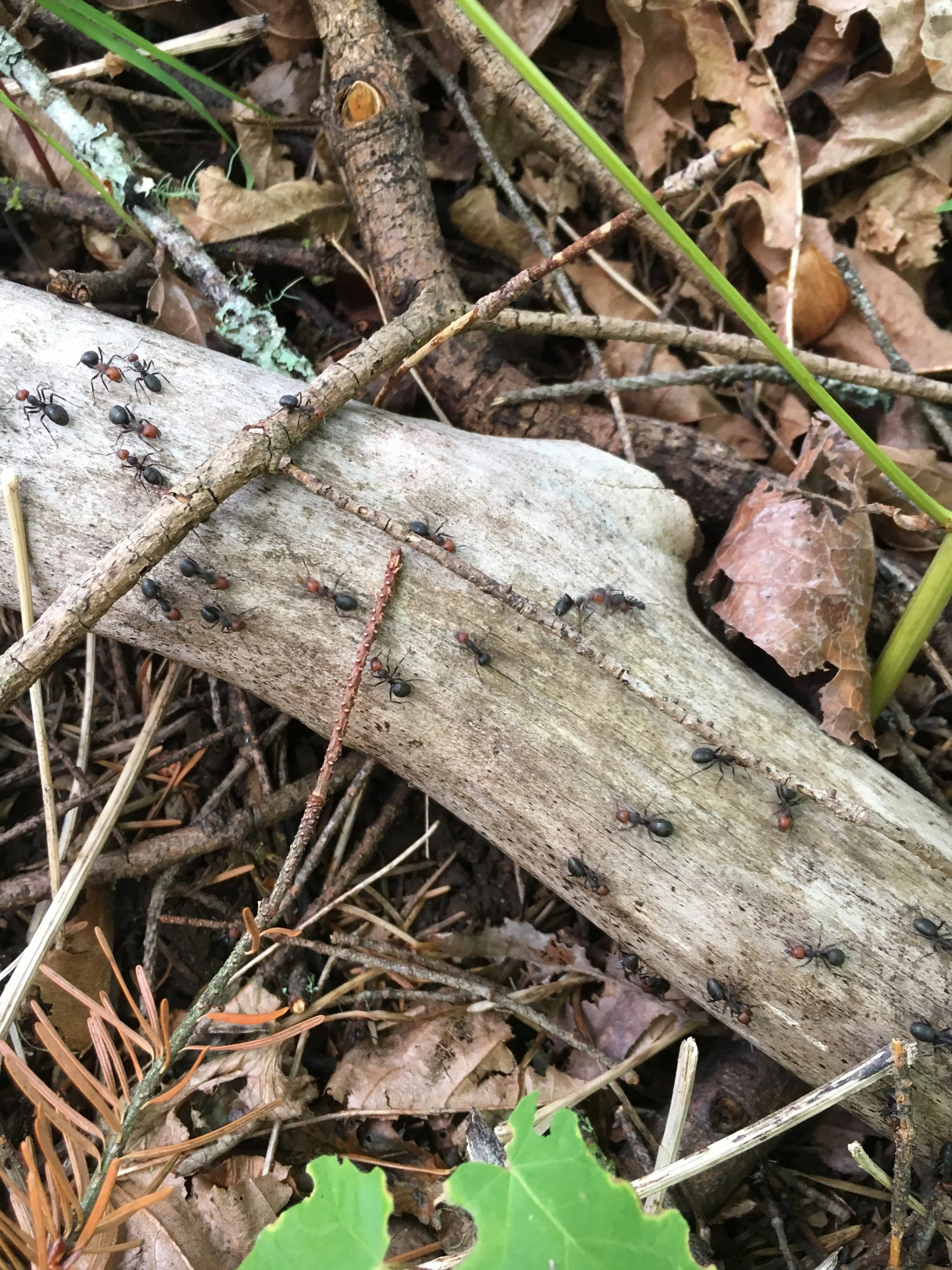 Thatching Ant Highway