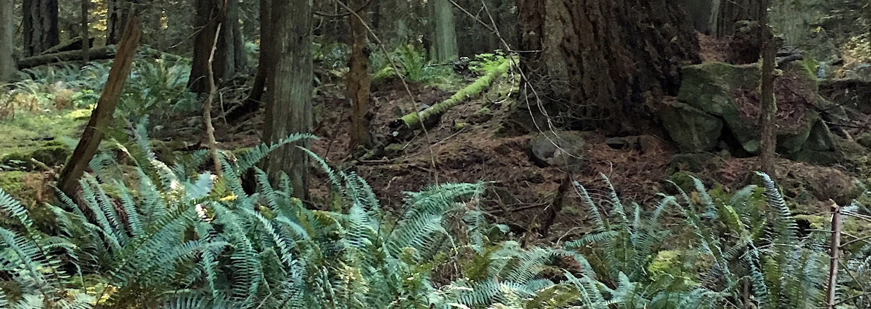 understory1-copy.jpg