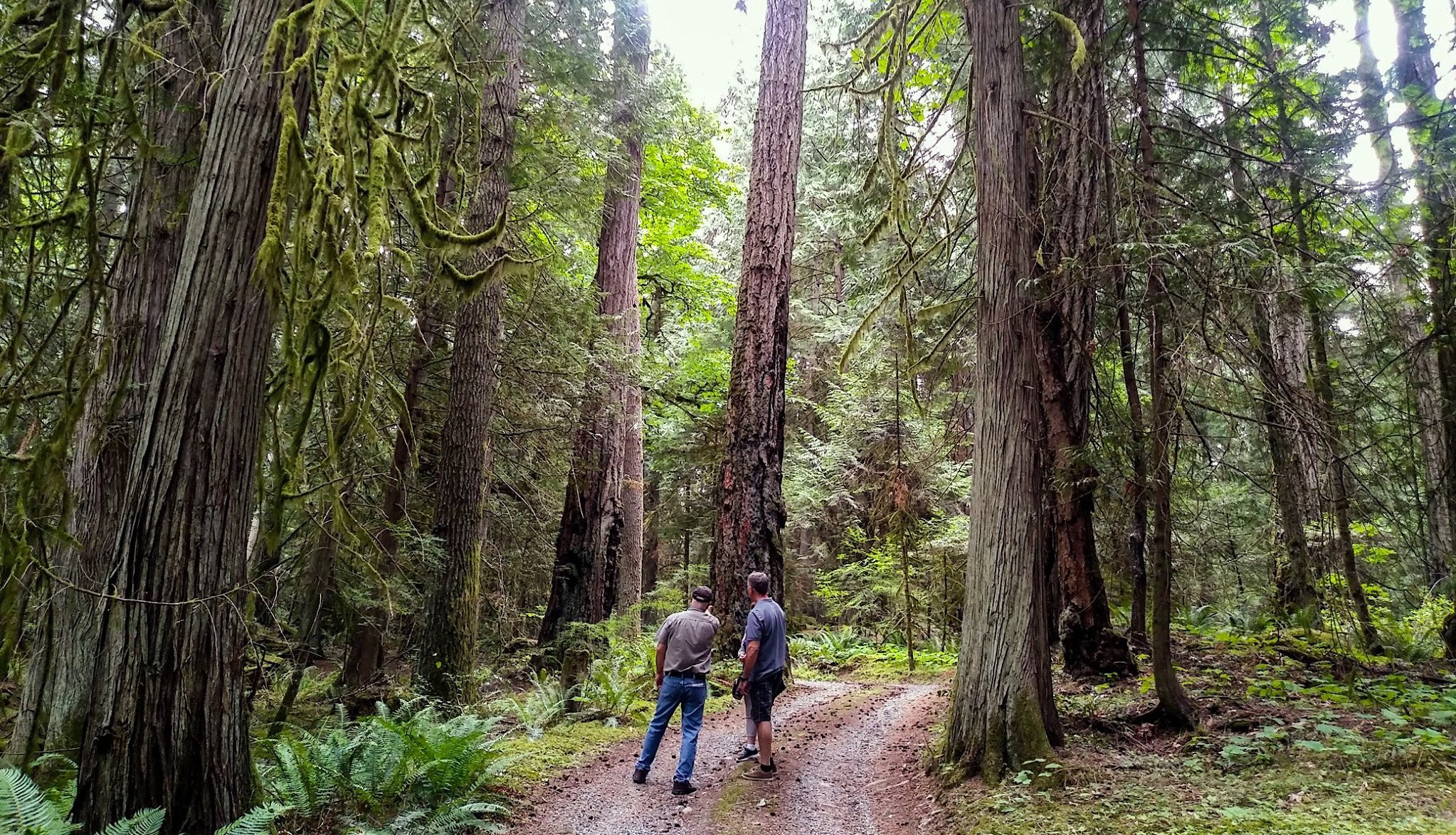 6 Acre trees -homepage.jpg