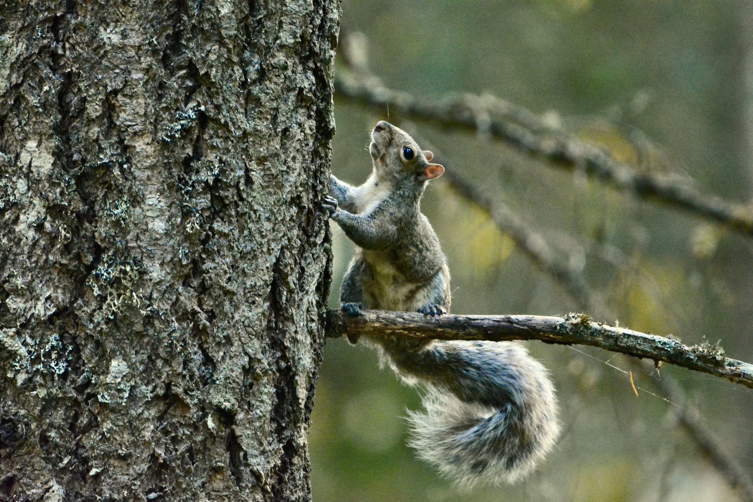 Grey.Squirrel_KaliBrauckmann.jpeg