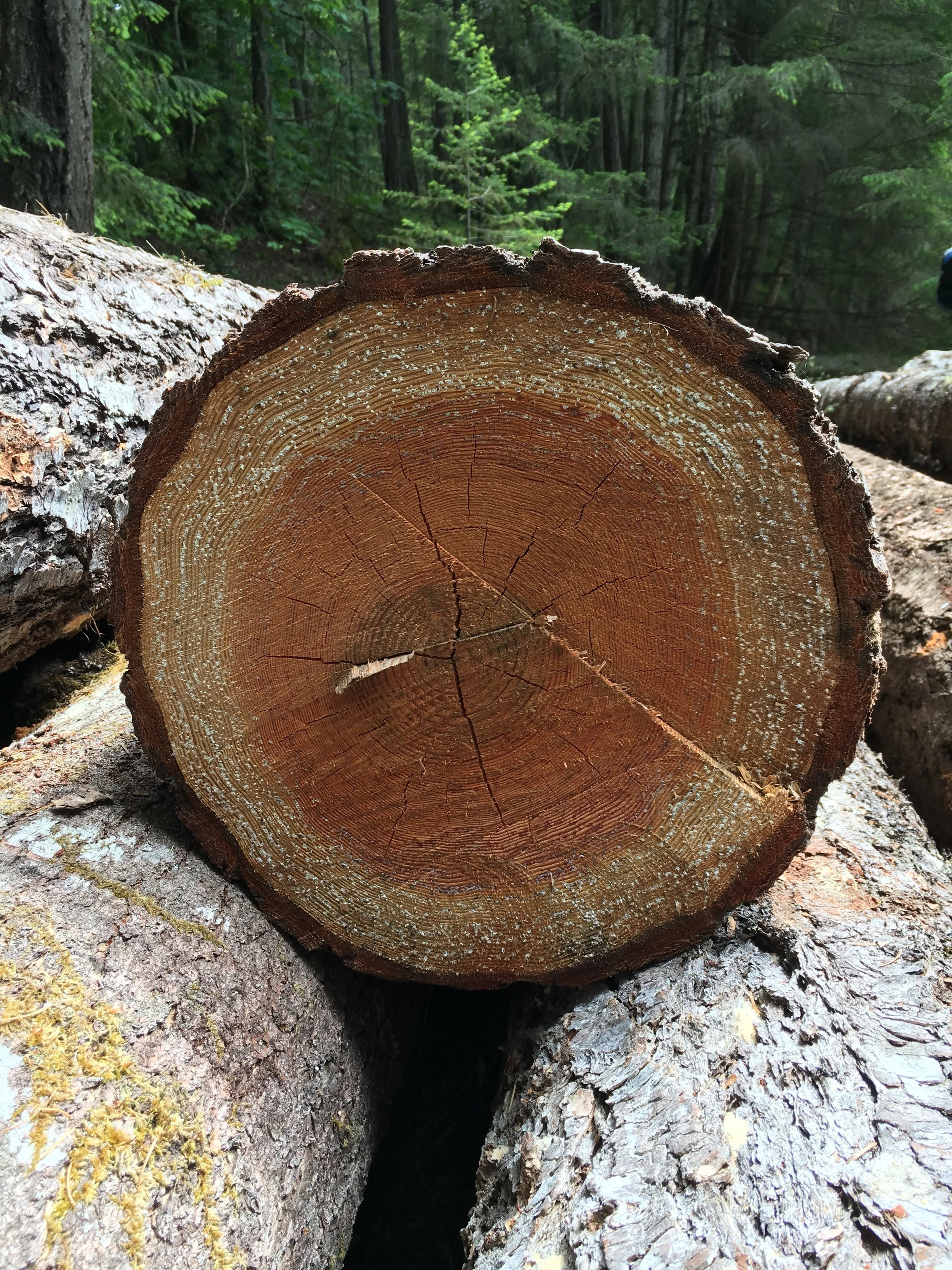 harvest log.jpg