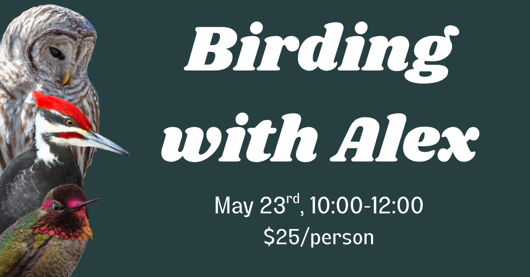 birding website.png