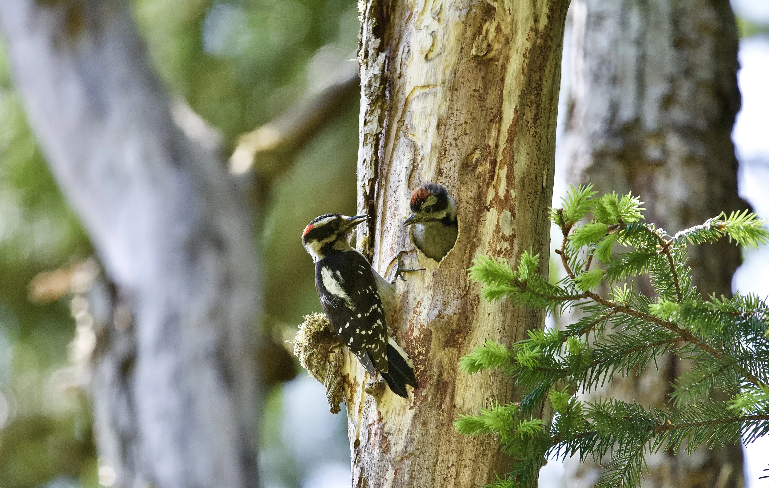 The Case for Ecoforestry, Or: Why Ecoforestry?