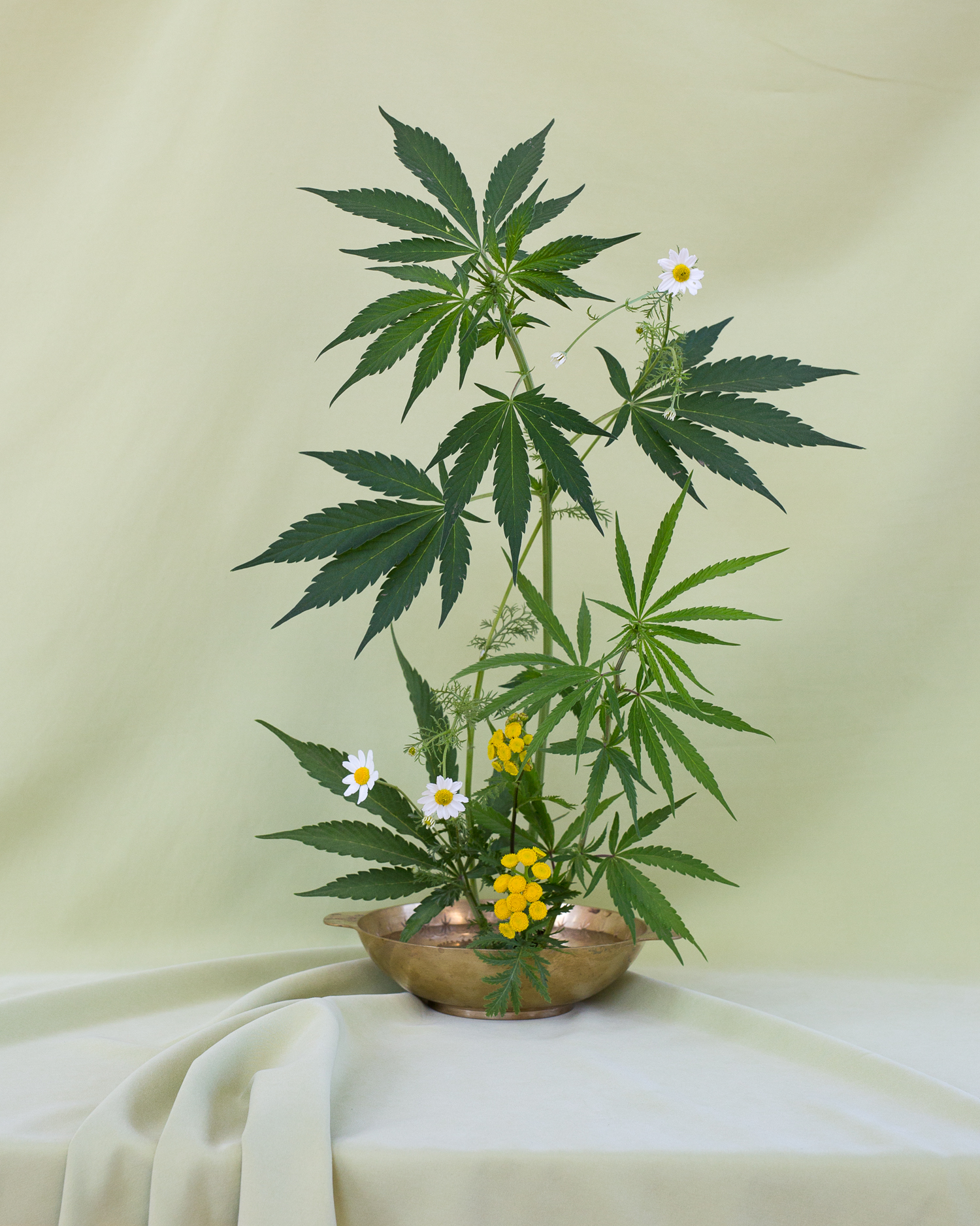 Seeking Arrangement — One of our favorites from ISSUE 1. Floral design by Amy Merrick, Photographs by Anja Charbonneau .