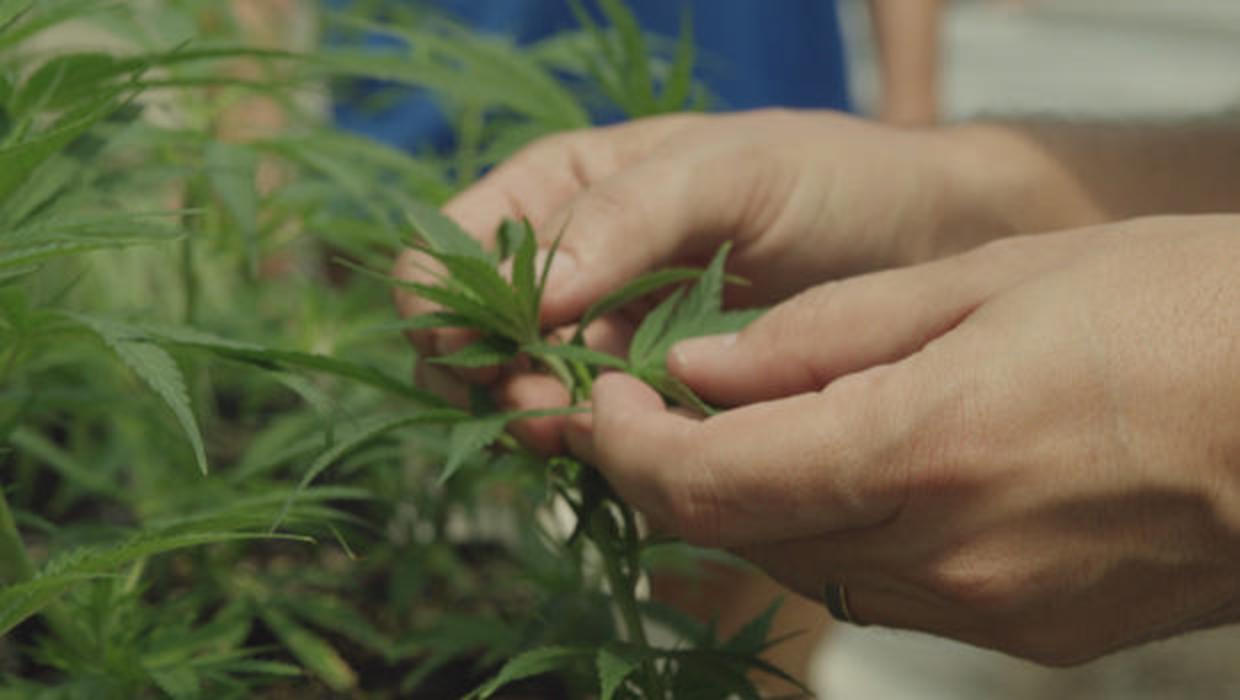 Cannabidiol (CBD) is derived from the hemp plant. CBS NEWS