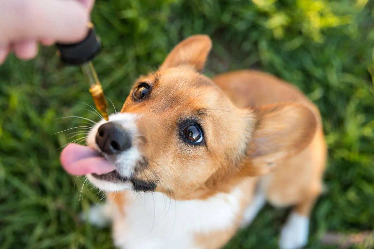 Pet Releaf hemp oil, which contains CBD, can be given to dogs directly or added to food.PHOTO: STUMPSANDRUMPS/PET RELEAF