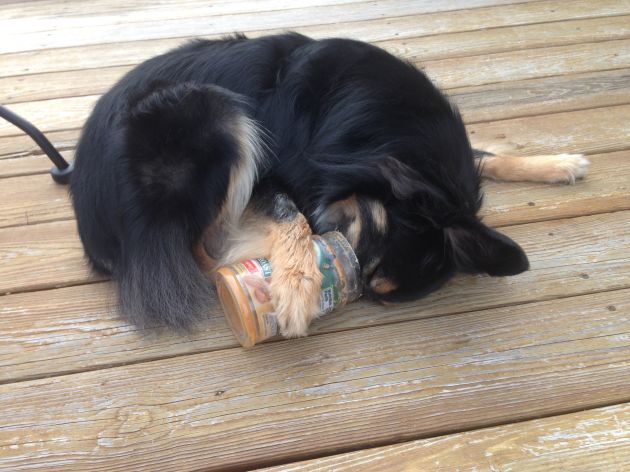 Joanne Schaus gives her dog Skid CBD in hopes it will help his anxiety. Source: Joanne Schaus
