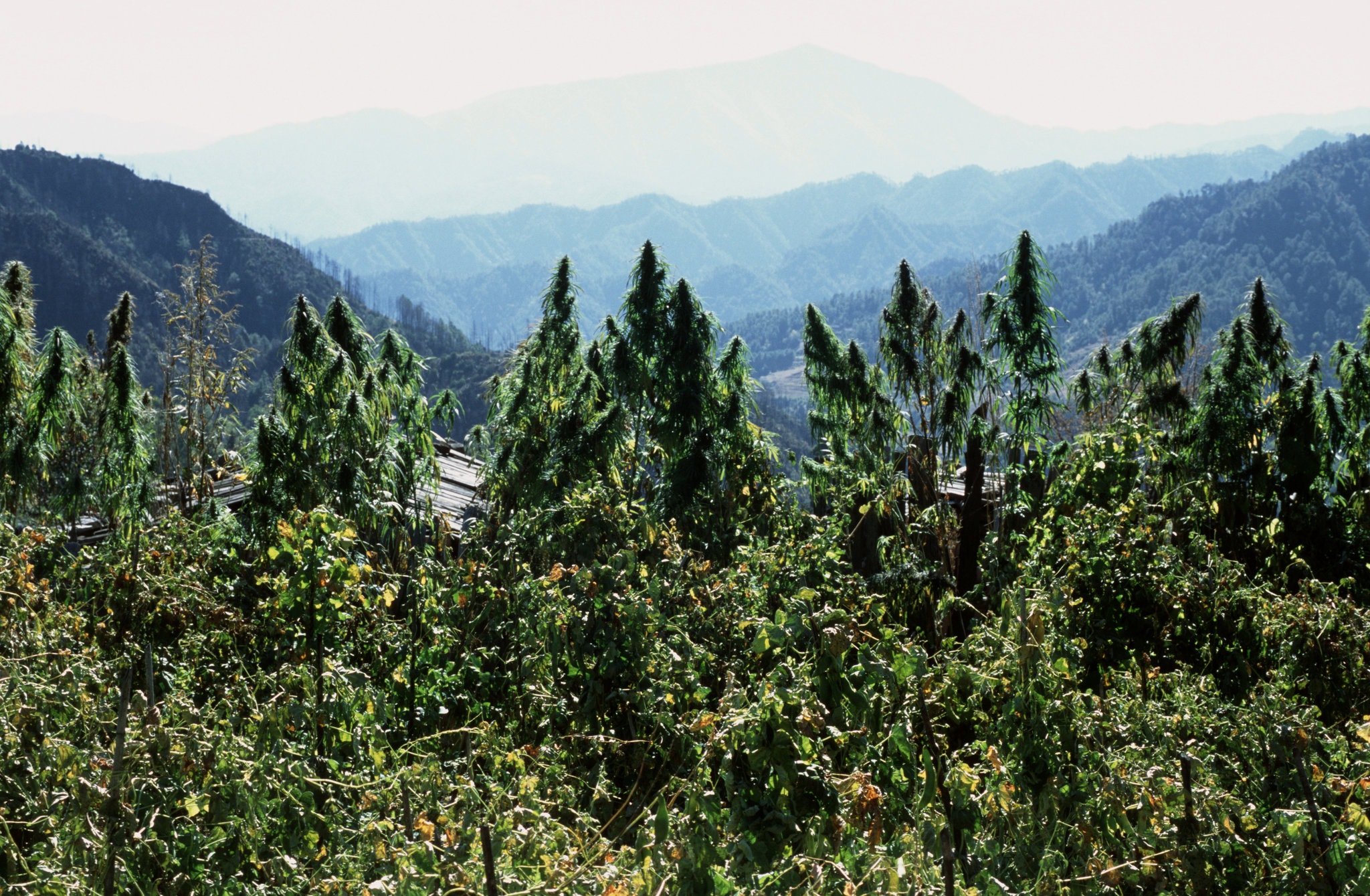 Cannabis growing in Yunnan Province in China in 2004. Yunnan is now licensing companies to cultivate the plant to produce cannabidiol.CreditCreditLeisa Tyler/LightRocket, via Getty Images