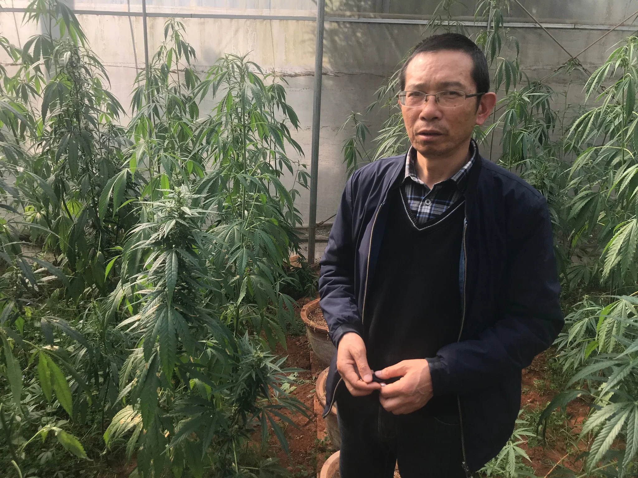 China has cultivated cannabis for thousands of years. Yang Ming, a leading expert on hemp, said the plant’s seeds were traditionally formed into a ball and used to treat constipation.CreditSteven Lee Myers/The New York Times
