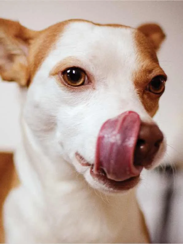 pets_prod3_bc.jpg