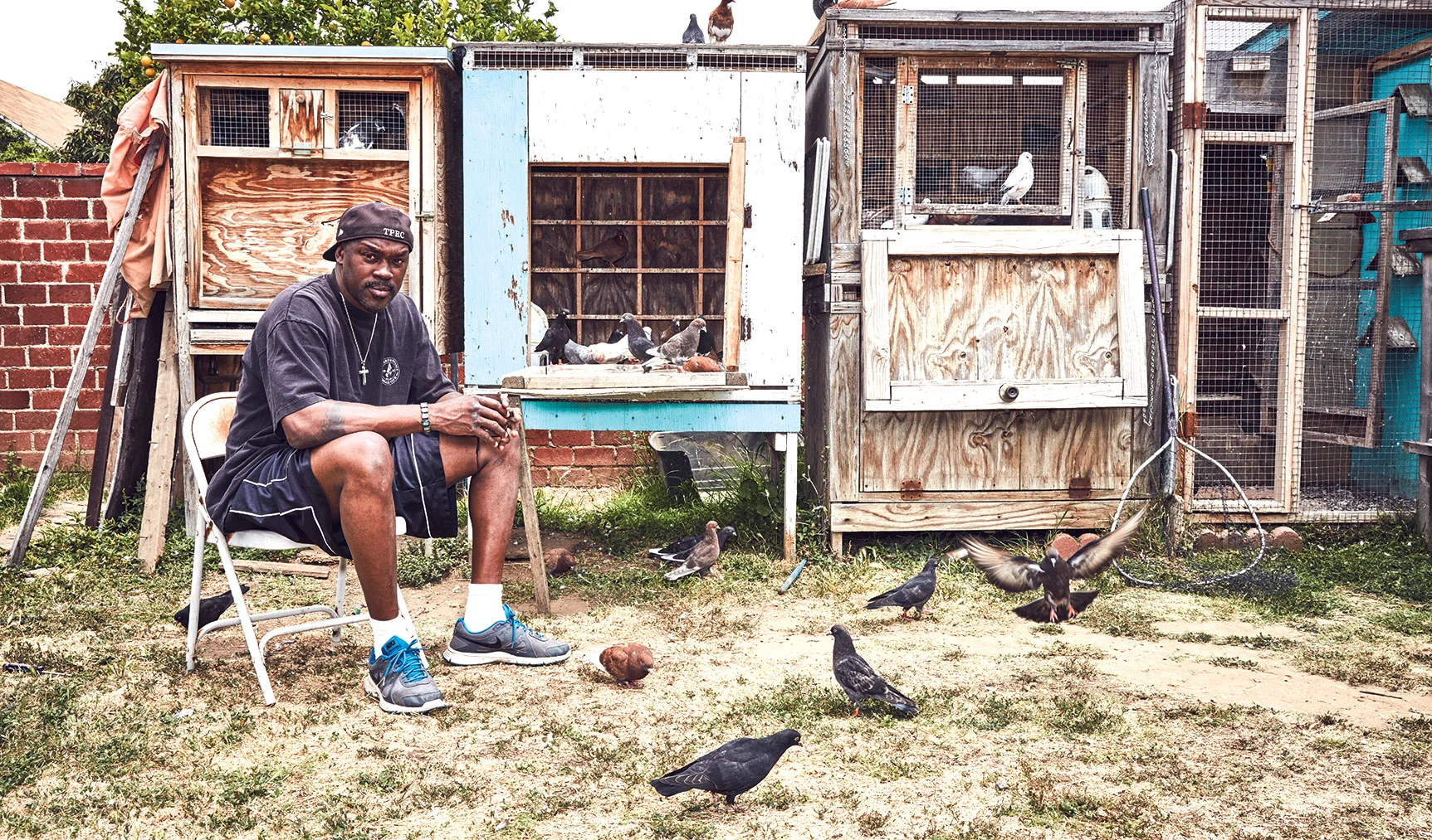 PigeonKings_Large.jpg