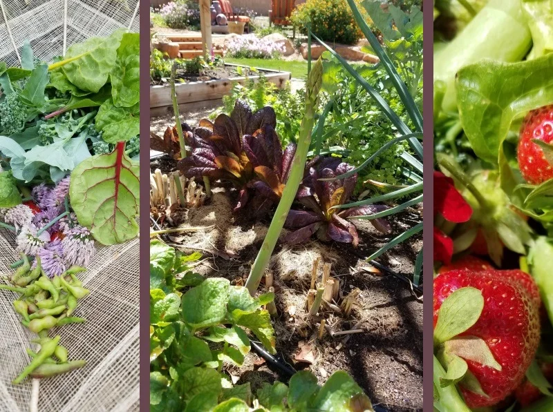02-02-epic-salad-mid-spring-header-2.jpg