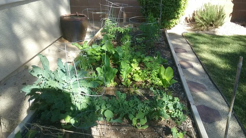 Last call for lettuce! Photo by Farmer Dana