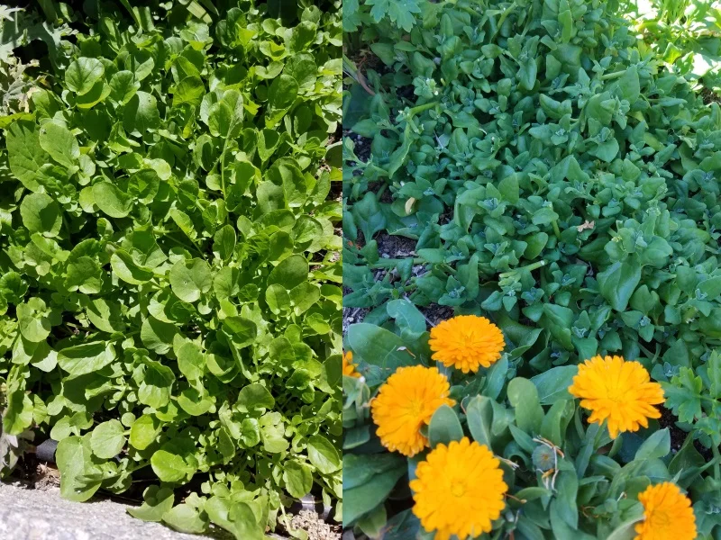 Cool season leaf crops usually won't perform well in the heat, but they can still produce baby greens (left.) A patch of New Zealand spinach (right, behind the orange calendula flowers) is a cut-and-come-again salad crop for weeks on end.