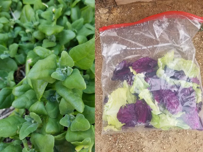 New Zealand spinach (left) pairs well with cabbage leaves (right.)