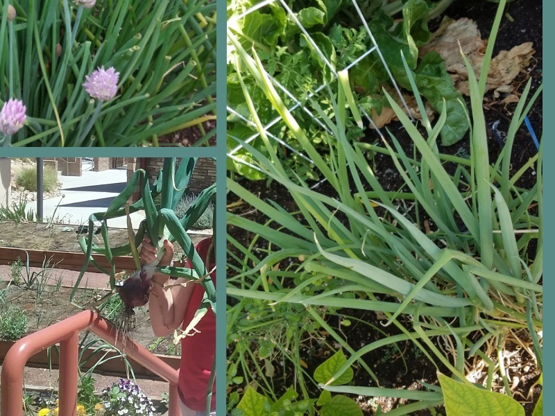 One or more onion family crops may be ready to harvest in mid-spring. Red onion photo (lower left) by Farmer Dana. Chive (upper left) and green onions (right) photos by Farmer Sarah