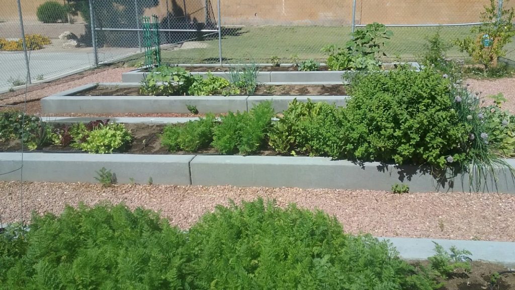 Oregano (center right) growing in the Thiriot Elementary School Garden. Photo by Farmer Dana
