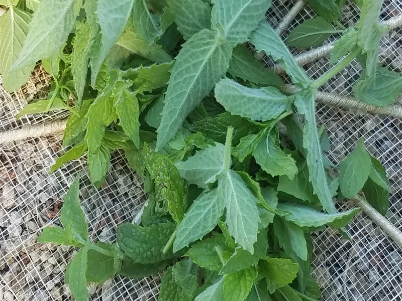Mint harvested in Green Valley.