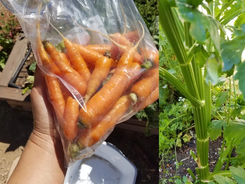 Carrots harvested near Sunset Park, celery growing in Henderson.