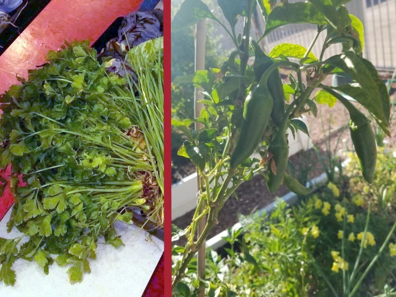 Cilantro (left) harvested at Walter Bracken Elementary School, photo by Farmer Cabble. Overwintered jalapeños (right) in the Paradise Square Apartments courtyard garden, photo by Farmer Sarah.