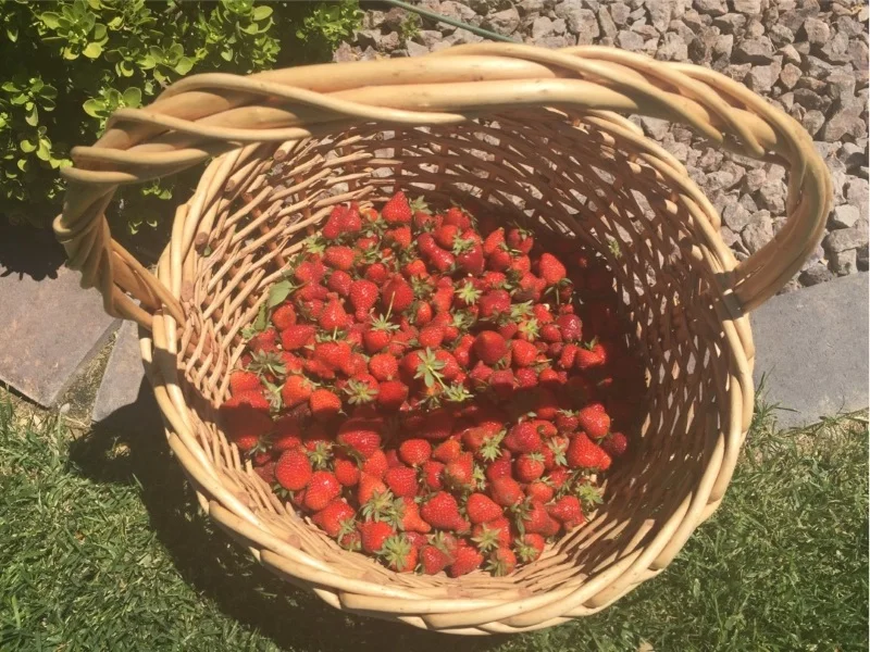 Strawberries! Photo by Farmer Hannah.