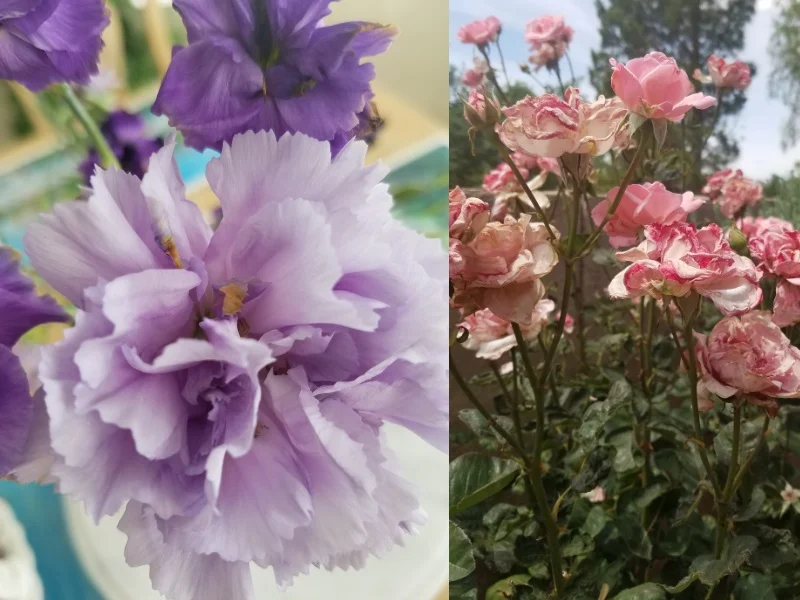 Carnations (left) and roses (right) have edible petals.