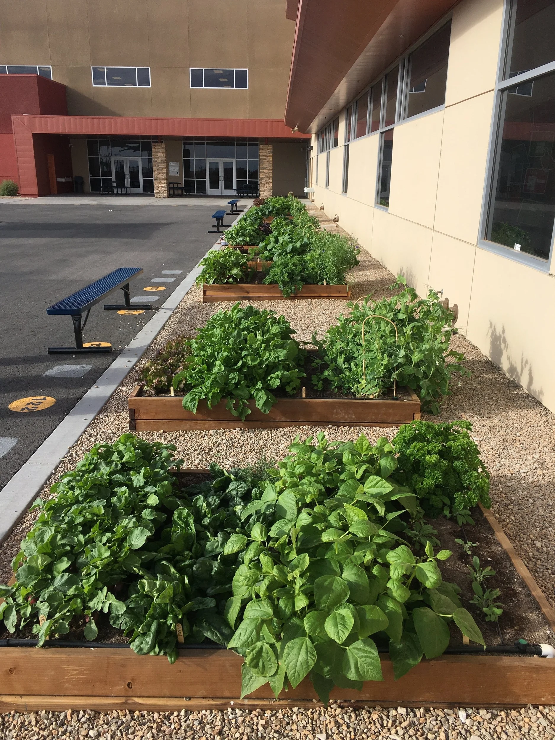 School Gardens Gaining Traction in Southern Nevada