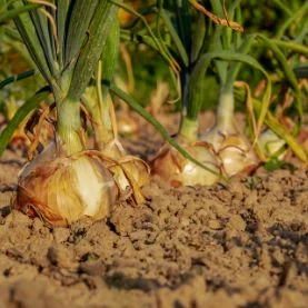 Onions and garlic.jpg