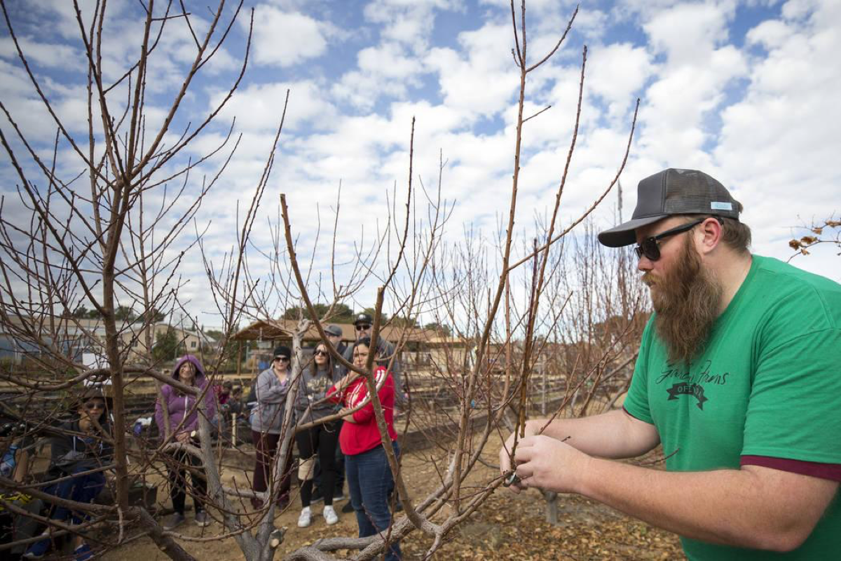 Garden Farms Foundation operations manager Bryan Cabble trims tree branches during a pruning demonstration at a volunteering event at the San Miguel Community Garden located at 3939 Bradley Road in Las Vegas on Saturday, Jan. 12, 2019. Richard Brian Las Vegas Review-Journal @vegasphotograph