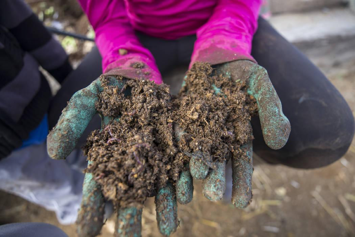 Rebecca Anderson, 9, holds a handful of vermicompost being broken down by red worms during a volunteering event at the San Miguel Community Garden located at 3939 Bradley Road in Las Vegas on Saturday, Jan. 12, 2019. Richard Brian Las Vegas Review-Journal @vegasphotograph