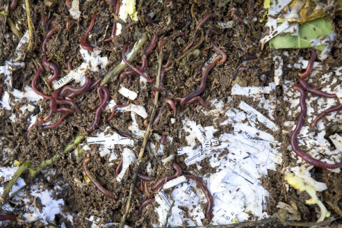 Red worms break down compost in a vermicompost bed at the San Miguel Community Garden located at 3939 Bradley Road in Las Vegas on Saturday, Jan. 12, 2019. Richard Brian Las Vegas Review-Journal @vegasphotograph