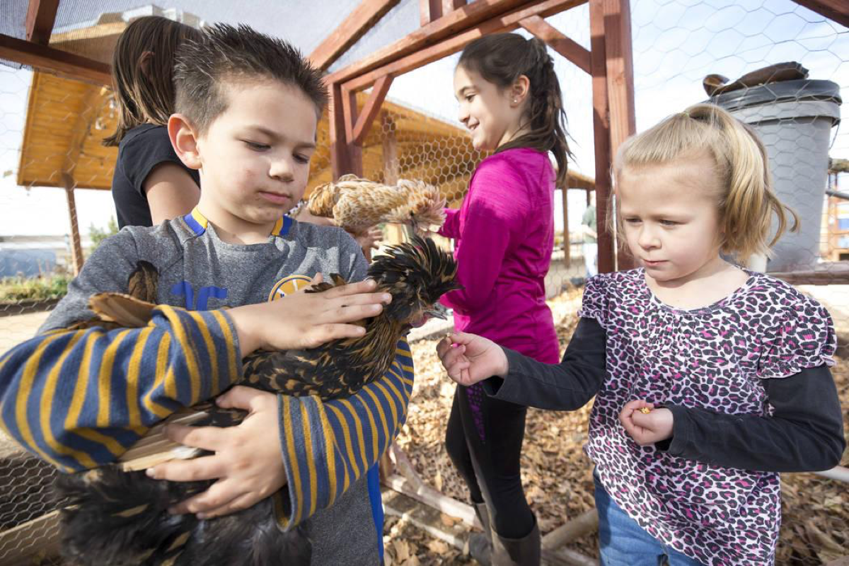 Jacob Anderson, 5, from left, Rebecca Anderson, 9, and Summer Hunsaker, 6, visit with Polish chickens, a European breed of chickens known for its crest of feathers, in a coop during a volunteering event at the San Miguel Community Garden located at 3939 Bradley Road in Las Vegas on Saturday, Jan. 12, 2019. Richard Brian Las Vegas Review-Journal @vegasphotograph