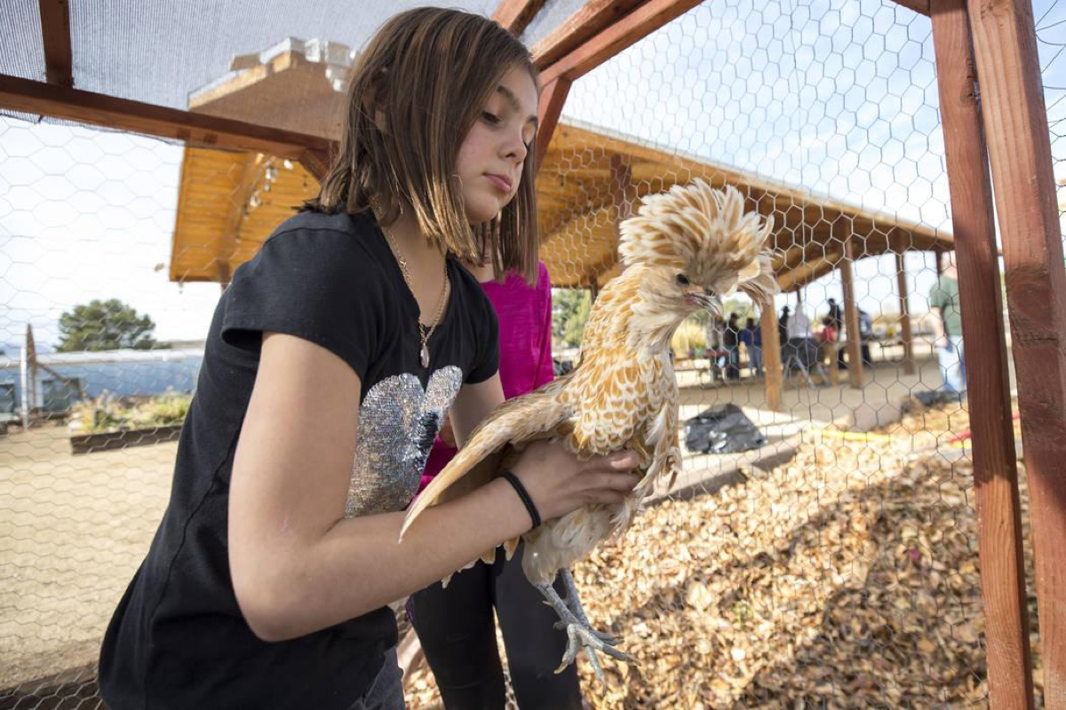 Berlynn Bedard, 8, holds up a Polish chicken, a European breed of chickens known for its crest of feathers, during a volunteering event at the San Miguel Community Garden located at 3939 Bradley Road in Las Vegas on Saturday, Jan. 12, 2019. Richard Brian Las Vegas Review-Journal @vegasphotograph