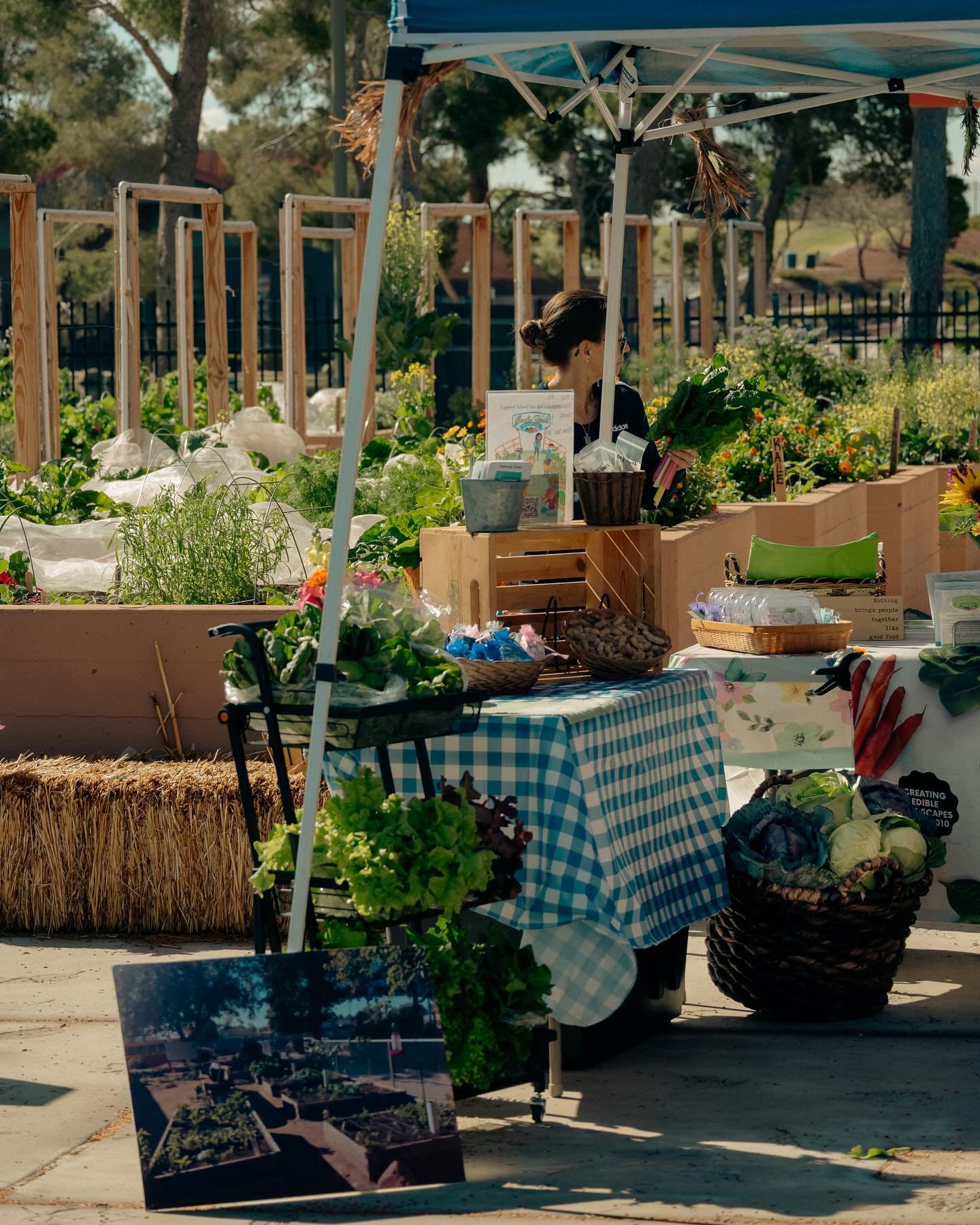 Interested in setting up a booth at our Last Sunday Market?

Visit the link in our bio to fill out the vendor application!

Located at Garden Farms&rsquo; community Garden inside of Craig Ranch Regional Park!