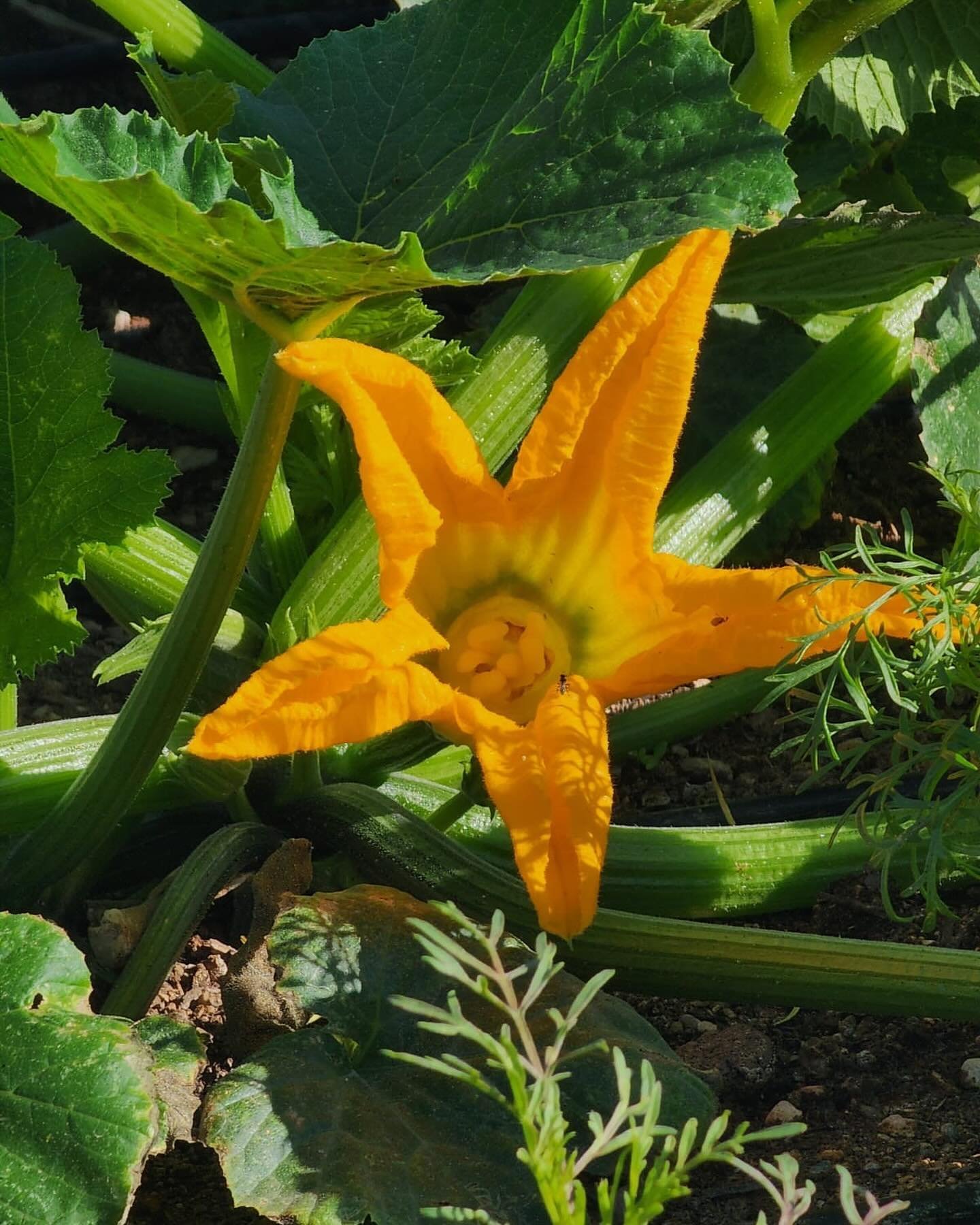 *insert squash pun here*

Thank you to our Professional Urban Farmer Sam for sending us this squash blossom photo taken out at our newest community garden in Henderson, Pumpkin Park!