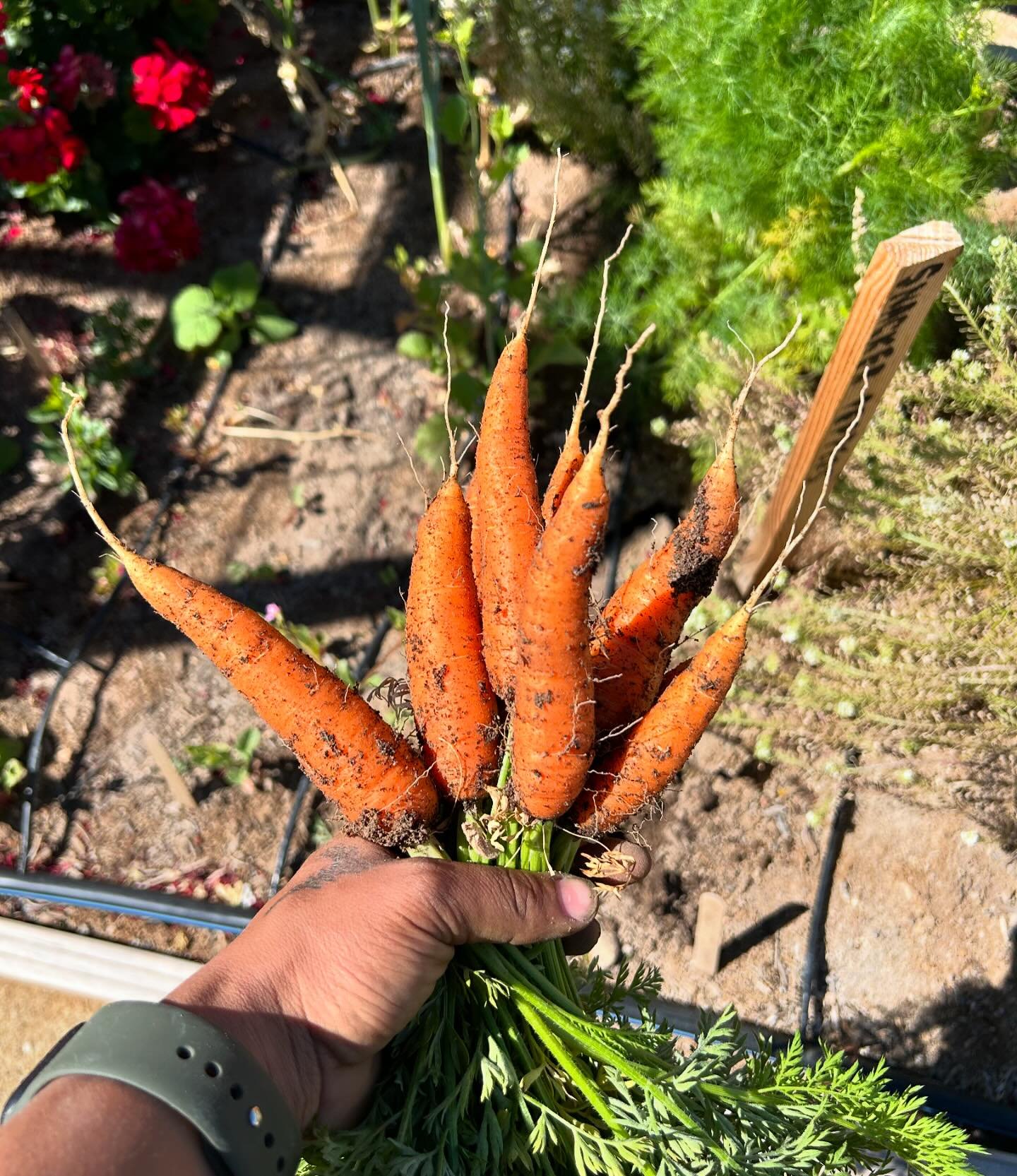 Happy Friday!
Grab your reusable bags and clippers and meet us at Garden Farms&rsquo; Community Garden inside of Craig Ranch Regional Park!

Wander the garden, consult our professional urban farmers, and harvest your own locally grown organic produce