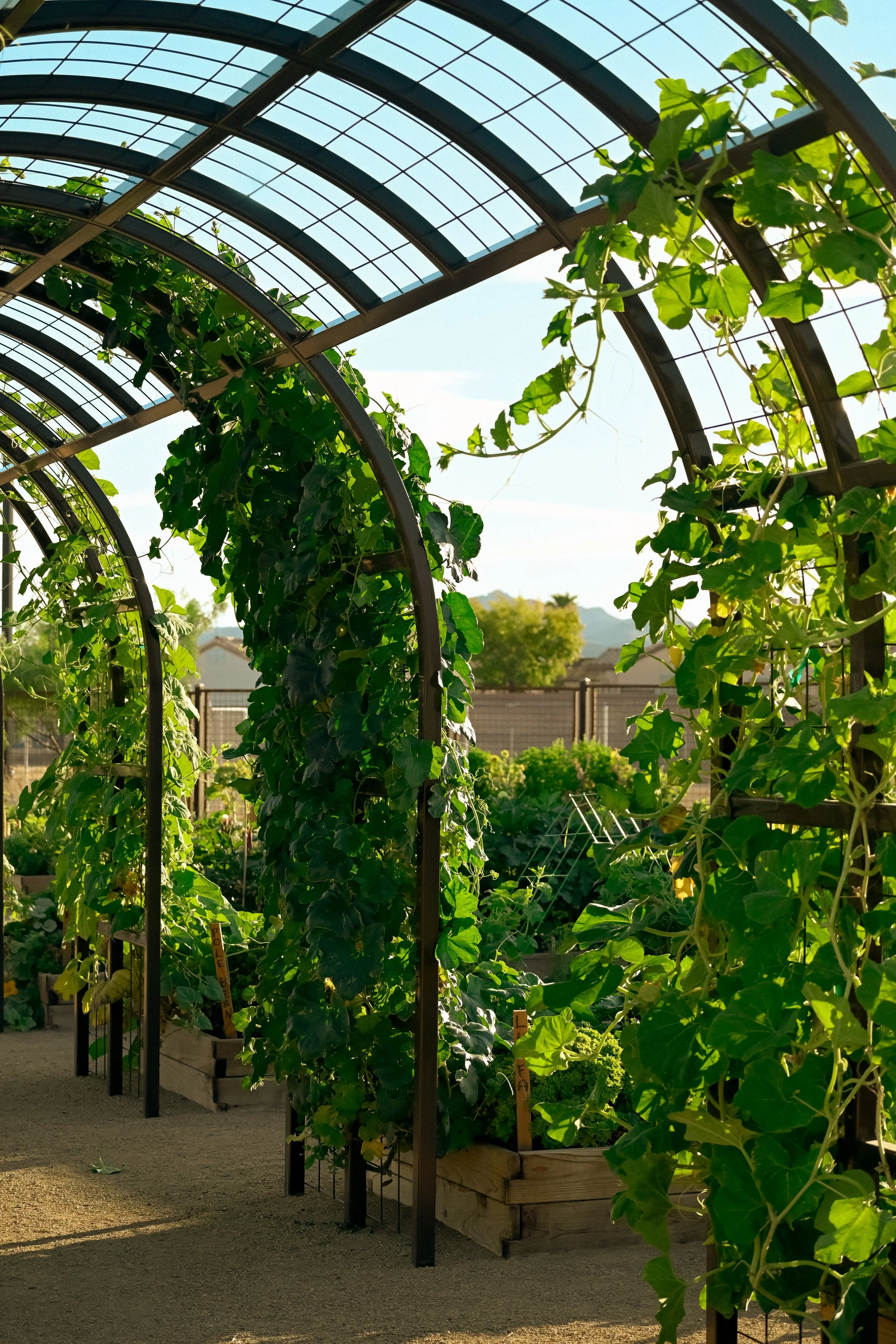 Las Vegas' Love Affair with Community Gardens