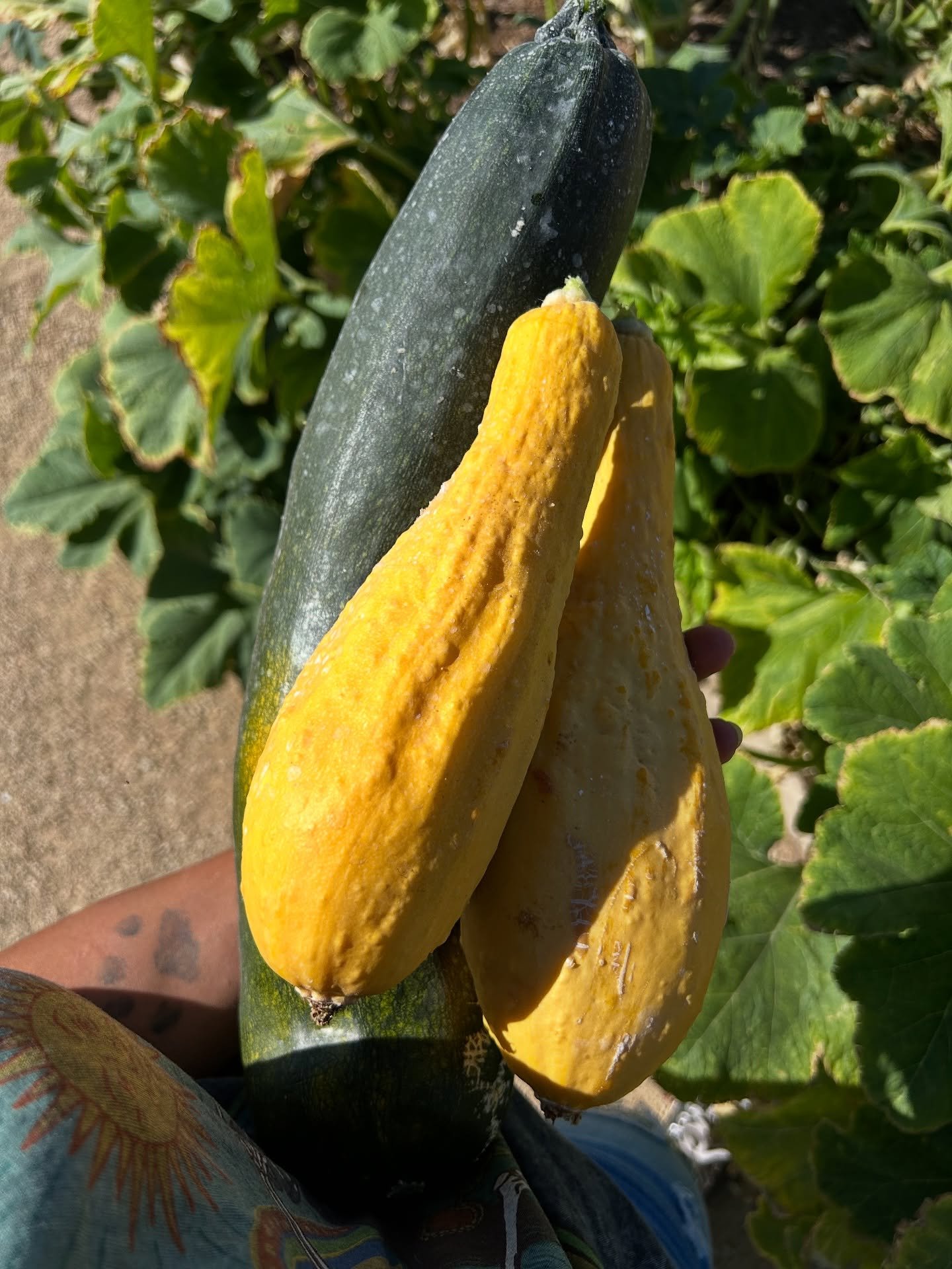 Come harvest your own locally grown organic produce today at our Henderson Community Garden, Pumpkin Park!

Our team of Professional Urban Farmers will walk you through the garden showing you what&rsquo;s available, and how to harvest it.

It doesn&r