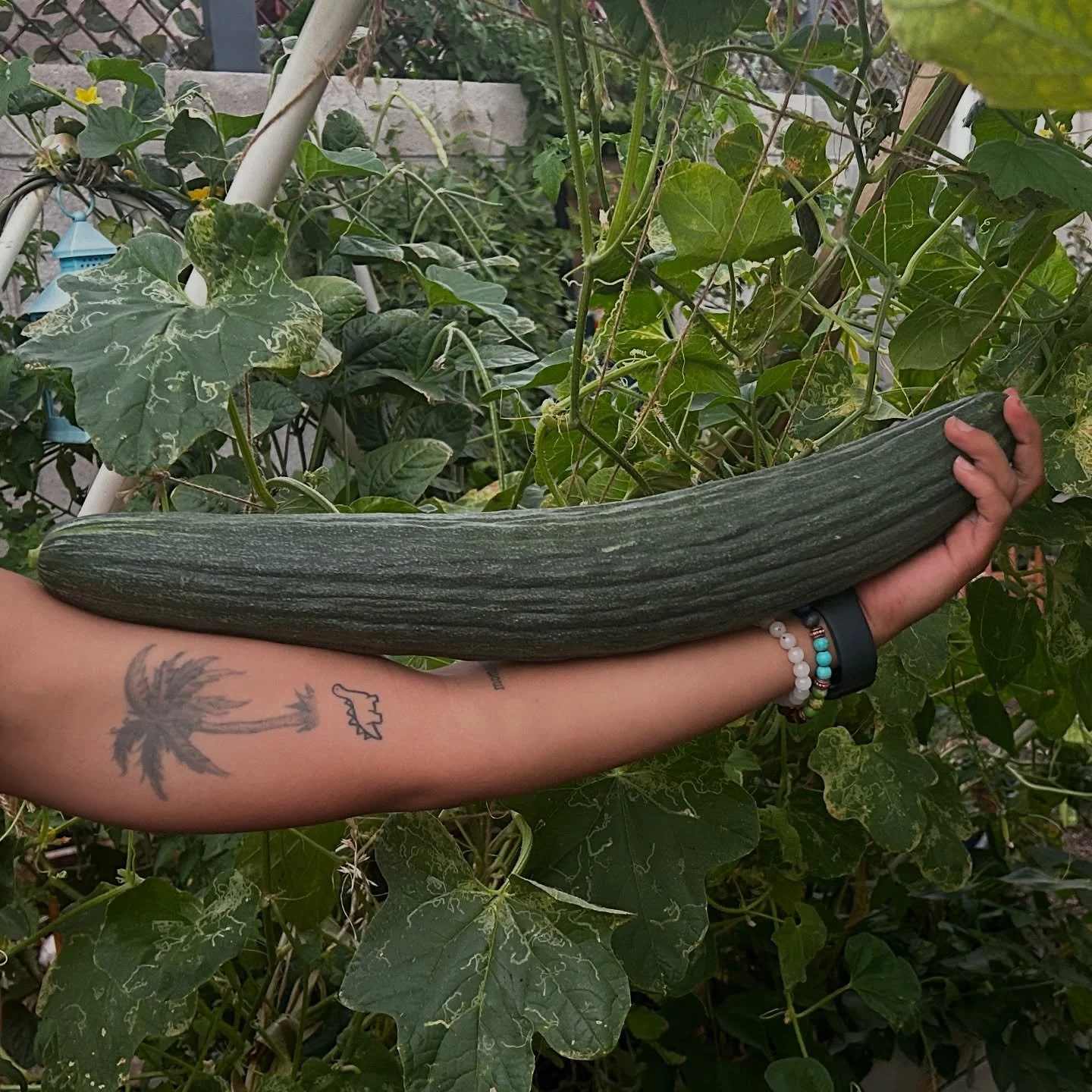 🥒
