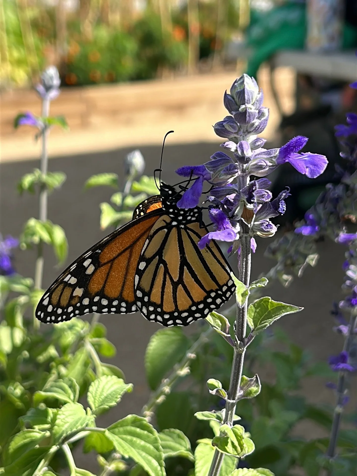 Monarchs are blessing the gardens with their presence this week ! 🦋 #supportnativepollinators