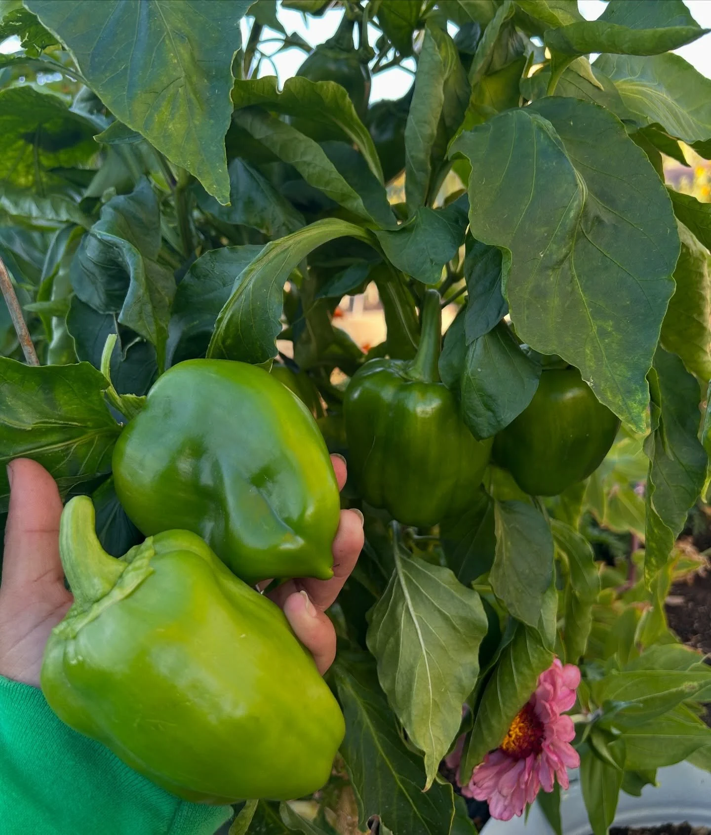 Ready to start harvesting fresh produce from your own backyard? 🥦🥕 Garden Farms of Nevada offers expert garden builds, irrigation installations, and seasonal education courses to help you grow year-round!