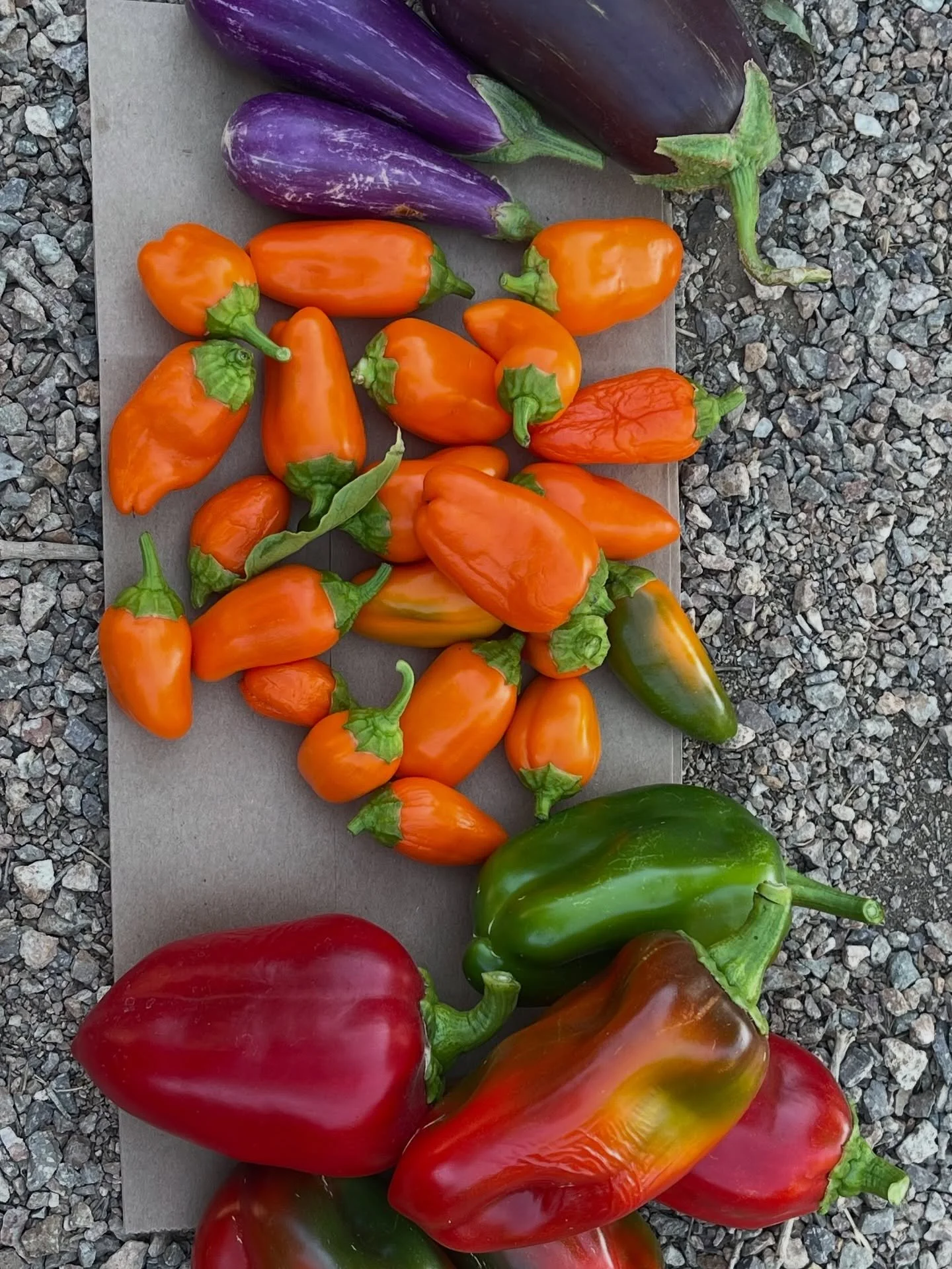 The front office staff at Fay Galloway ES was surprised with this delicious harvest of nightshades from their school garden this afternoon!