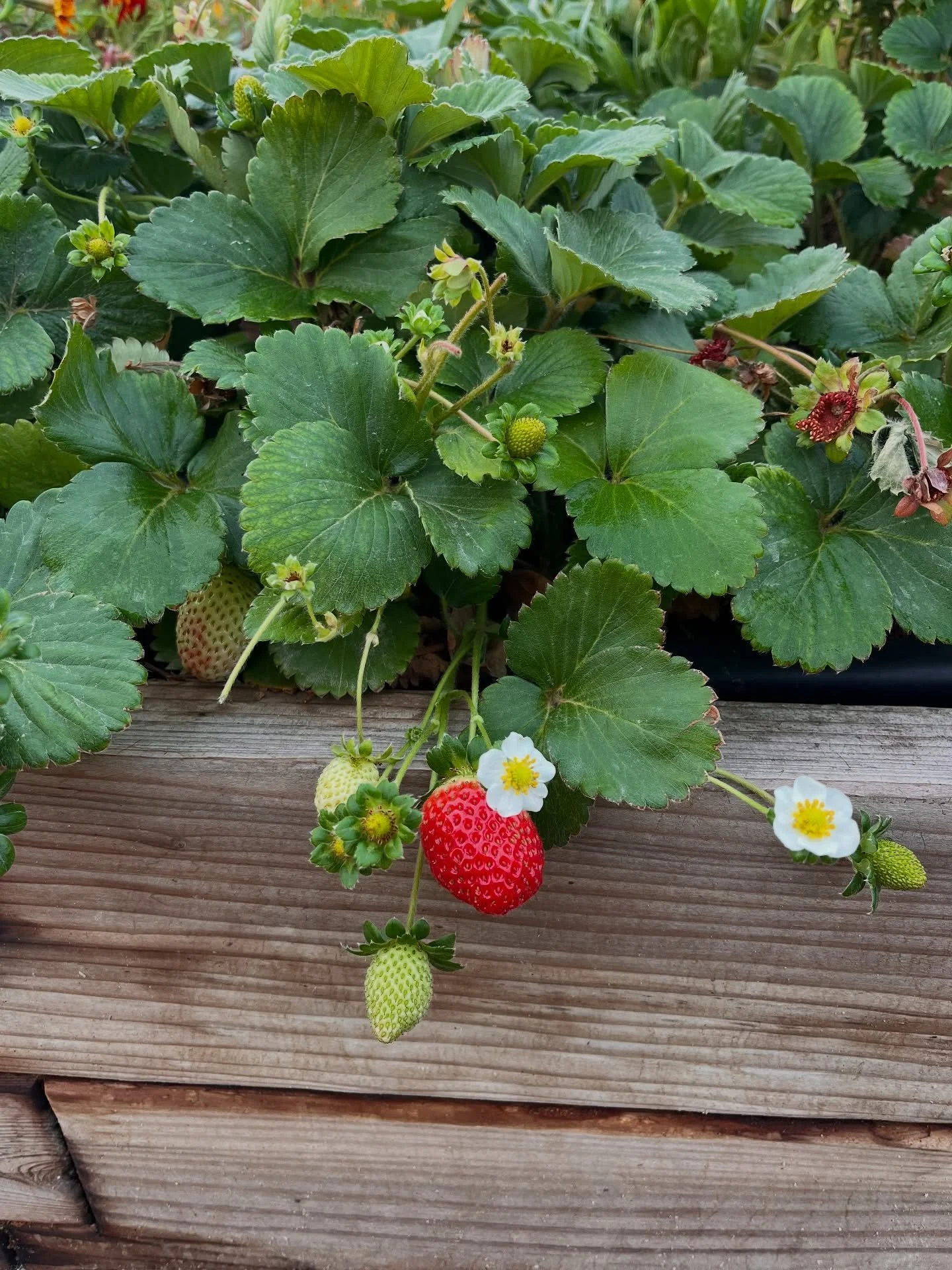 Rain or shine we will still be farming! Come enjoy this gorgeous weather with us today at Pumpkin Park! Open until 2pm ☔️